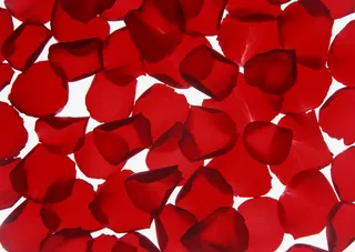 花团红玫瑰花瓣