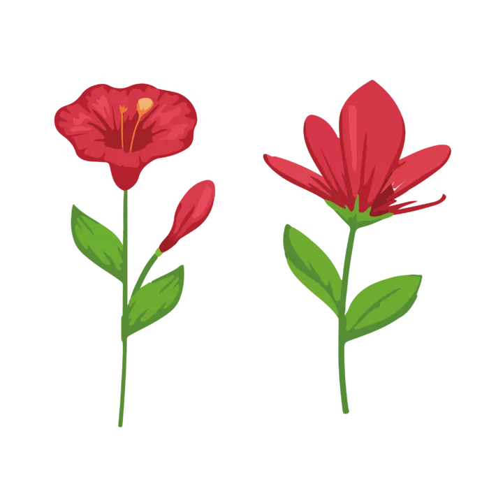 免抠红色花朵插画素材