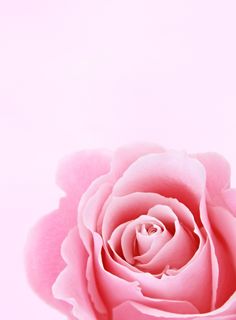 玫瑰花摄影图情人节玫瑰花配图图片 玫瑰花摄影图情人节玫瑰花配图图片