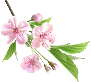 樱花卡通绘画素材谷雨