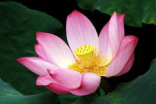 唯美荷花高清图片