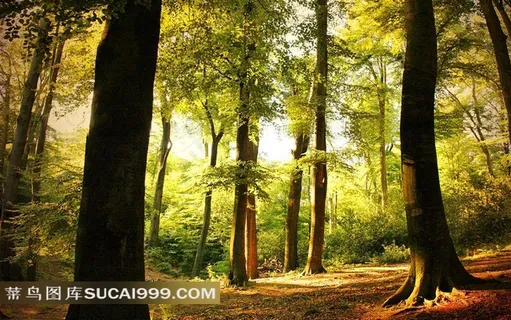 深林树木风景图片 深林树木风景图片