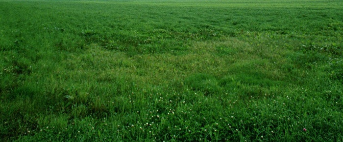 绿色的草坪背景