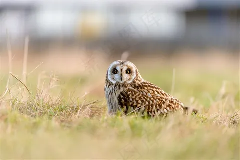停在草地上的猫头鹰鸟儿高清摄影图片