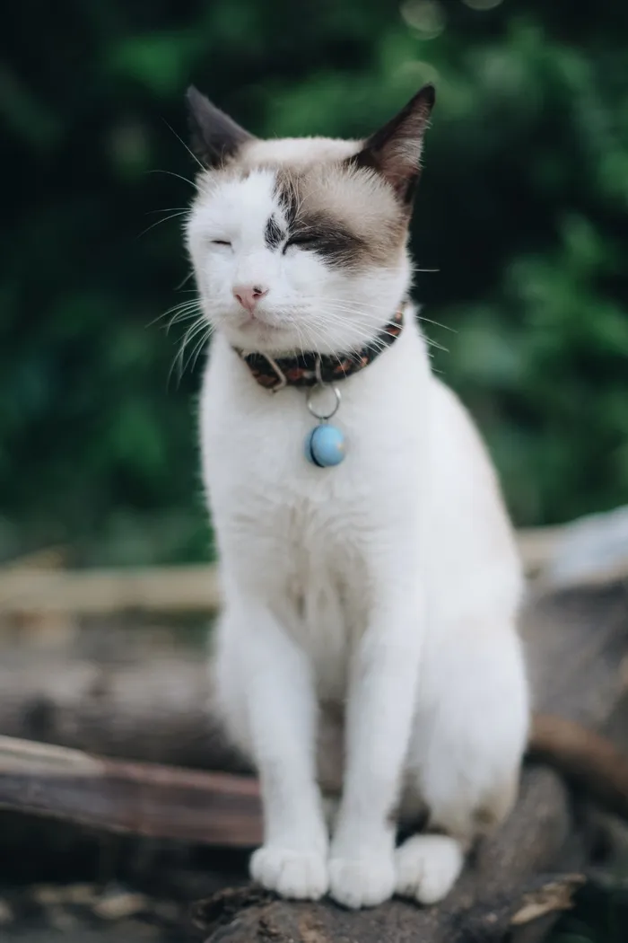 可爱猫咪猫猫摄影素材