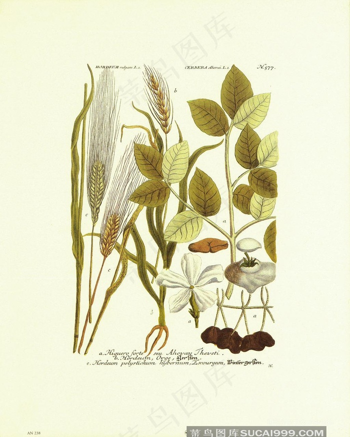 唯美树枝高清装饰画