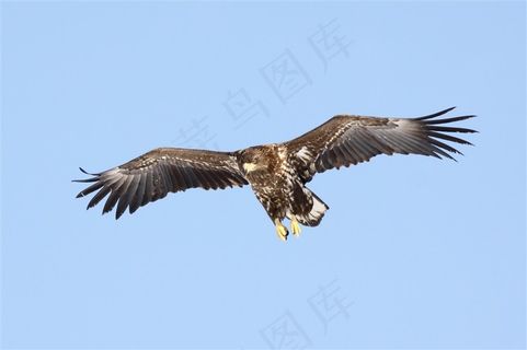 空中飞行的草原鹰