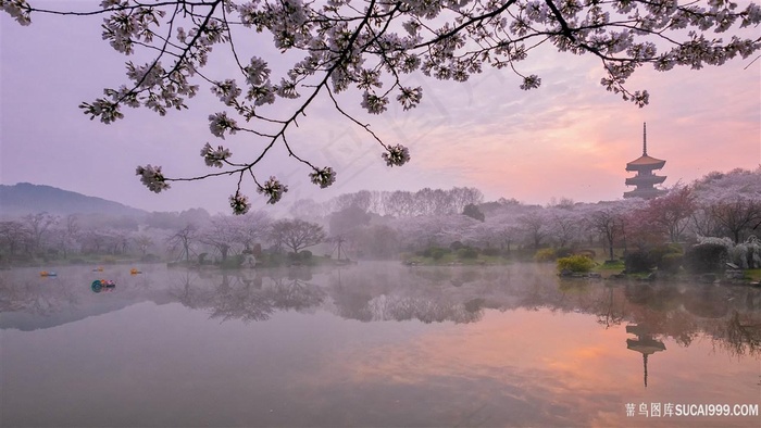 日出时分的樱花园风景