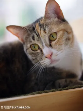 黄眼睛小猫咪图片