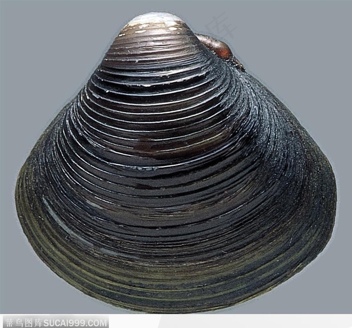 蚌壳（黑色扇形）