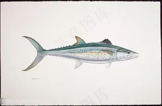 简约彩绘水彩鱼插画素材