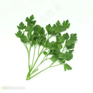 香菜新鲜蔬果高清素材