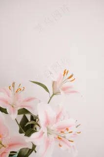 唯美水仙百合花图片 唯美水仙百合花图片