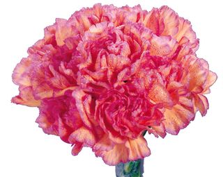 康乃馨花束图片下载