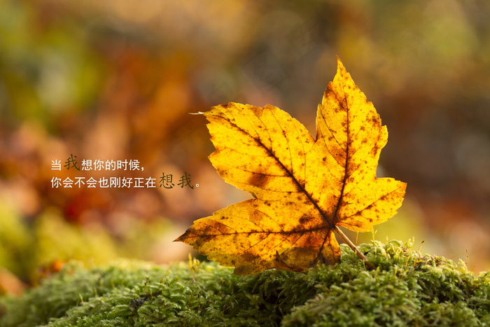 凄凉悲伤又唯美的句子