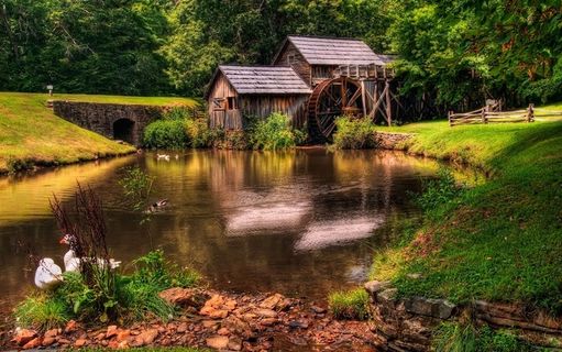 鸭子与小鸭子素材图片
