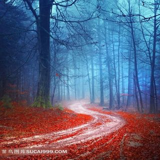 唯美的色彩森林摄影高清图片十