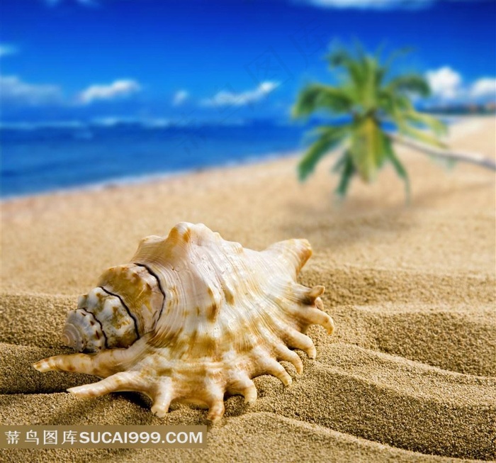 高清大海沙滩海螺图片下载