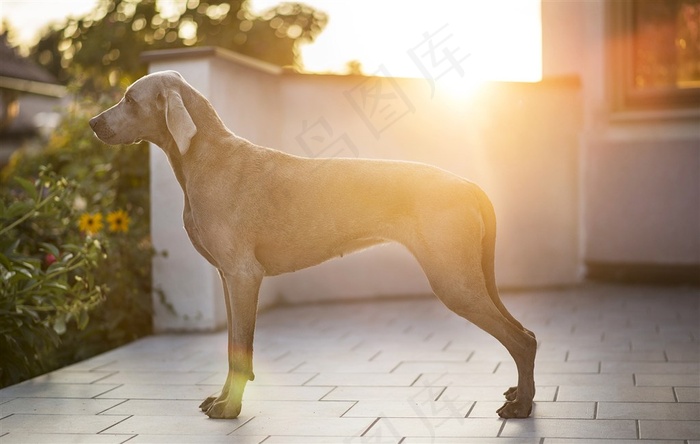 夕阳下威玛猎犬侧面狗狗图片