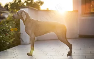 夕阳下威玛猎犬侧面狗狗图片