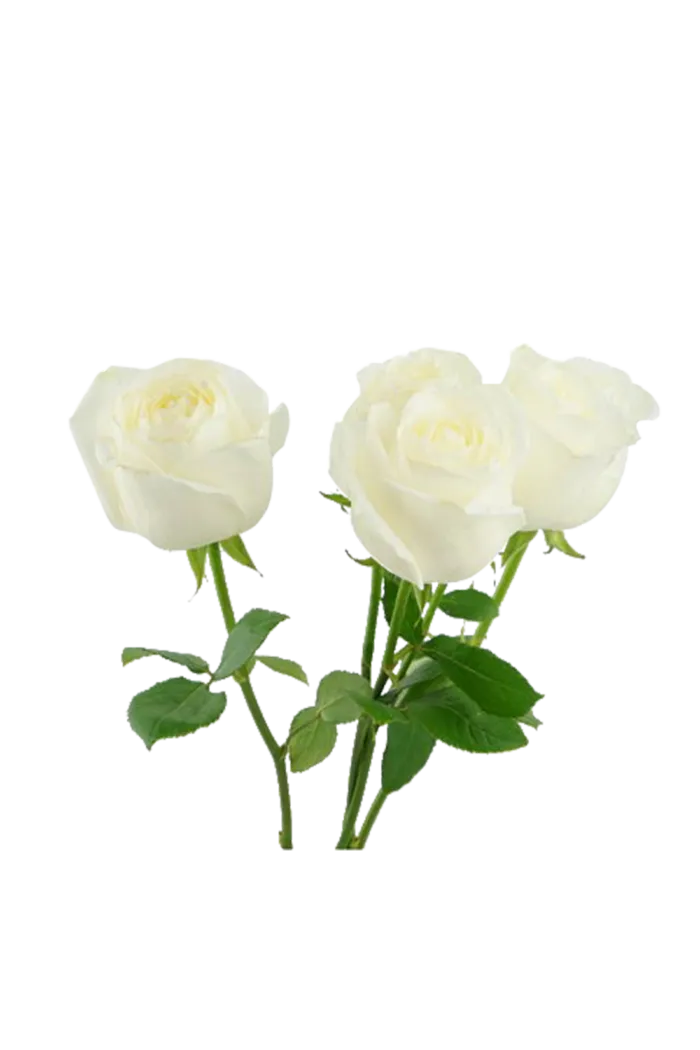 白玫瑰 白色 鲜花 白色花 绿色 绿叶 叶子 免扣花蕊 