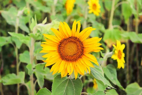 黄色向日葵摄影素材