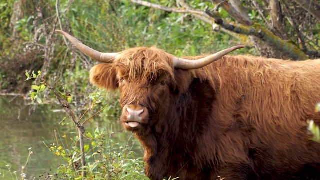 高地, 牛, 牛肉, 家畜, 喇叭, 反刍动物, 牲畜