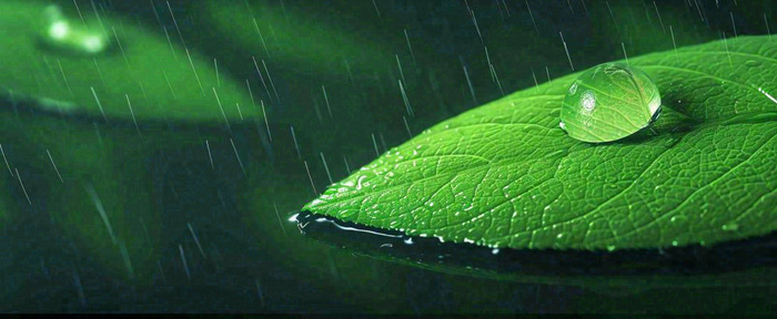 春天下雨天树叶草叶上的露珠水珠，谷雨雨水摄影图(1712x704)