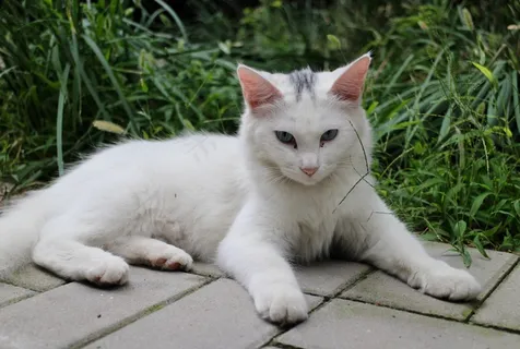 白色基蒂猫图片 白色基蒂猫图片