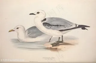 手绘水彩鸟儿插画