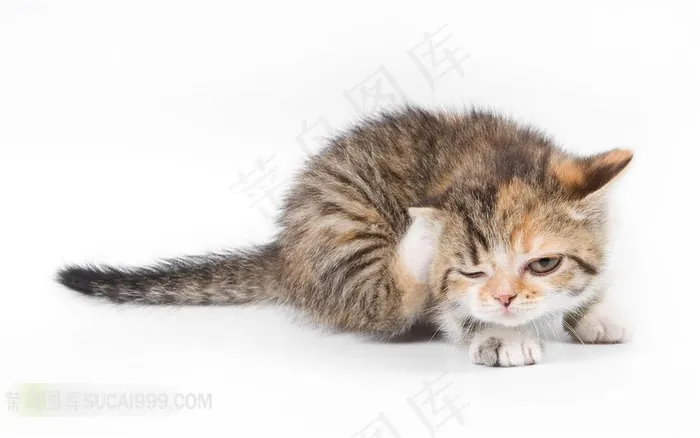 挠头的猫高清图片