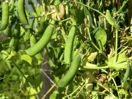 绿色豌豆高清图片 绿色豌豆高清图片