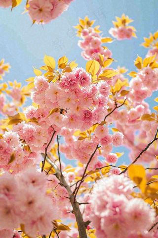 春天蓝天清新粉红桃花花朵树枝嫩叶，立春摄影图