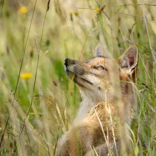 望向天空的赤狐图片动物大全