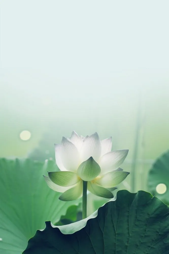 简约摄影清新荷花白绿色背景(896x1344)