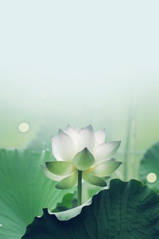 简约摄影清新荷花白绿色背景