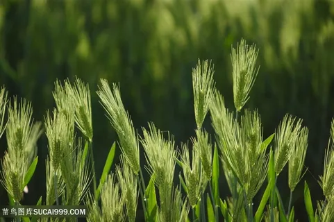 农作物小麦图片