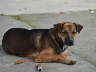 可爱慵懒宠物狗图片