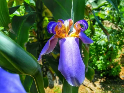 紫色鸢尾花绽放图片 紫色鸢尾花绽放图片