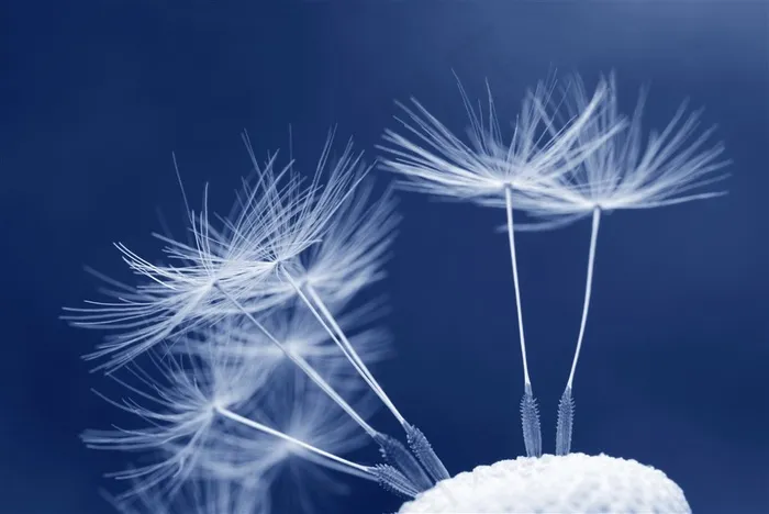 唯美蒲公英高清图片