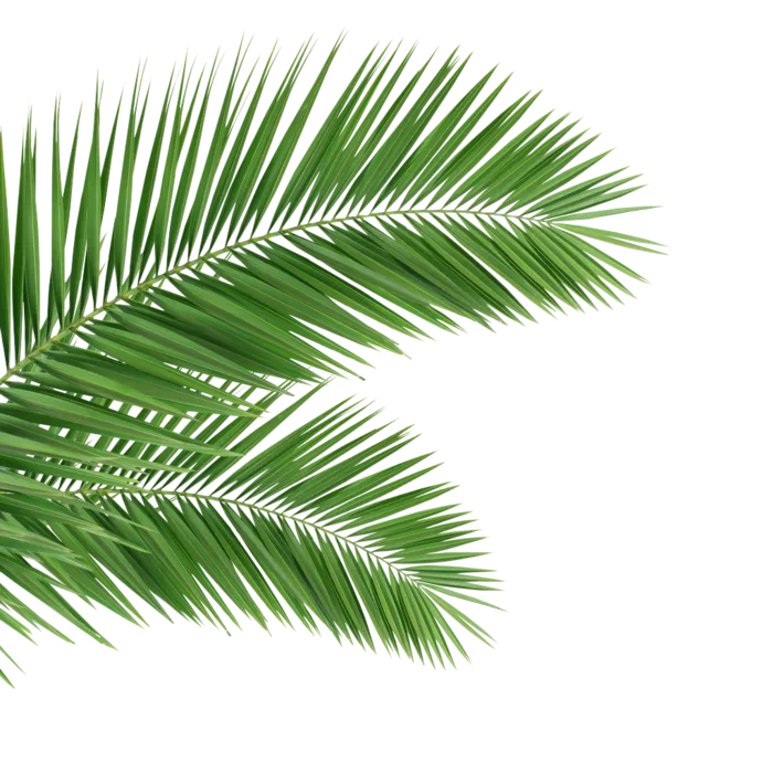 树木树枝树叶免扣素材