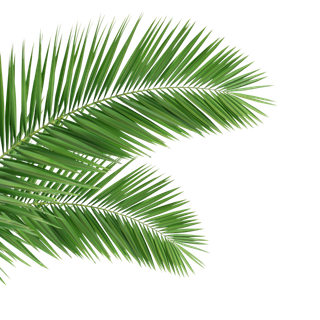 树木树枝树叶免扣素材