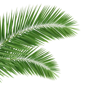 树木树枝树叶免扣素材