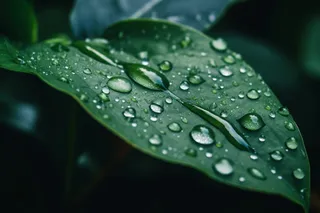 低保真风格的绿叶上的水滴摄影图桌面壁纸