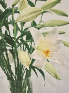 白色纯洁百合摄影素材 白色纯洁百合摄影素材