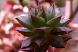 多肉植物近景摄影图片