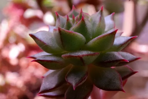 多肉植物近景摄影图片 多肉植物近景摄影图片