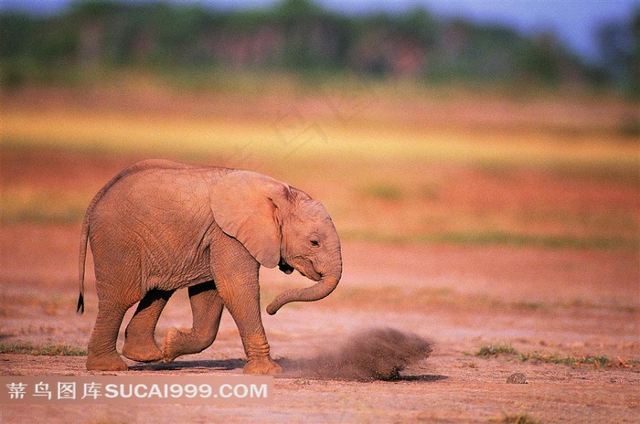 玩耍的小象摄影
