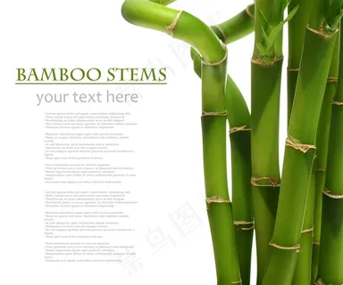 竹子系列 - 清新茁壮的竹子