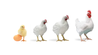 小鸡成长现代农业